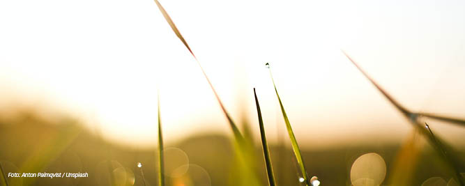 Gröna grässtrån i närbild. På ett par av stråna hänger vattendroppar. Hela bilden badar i ett gyllene ljus.