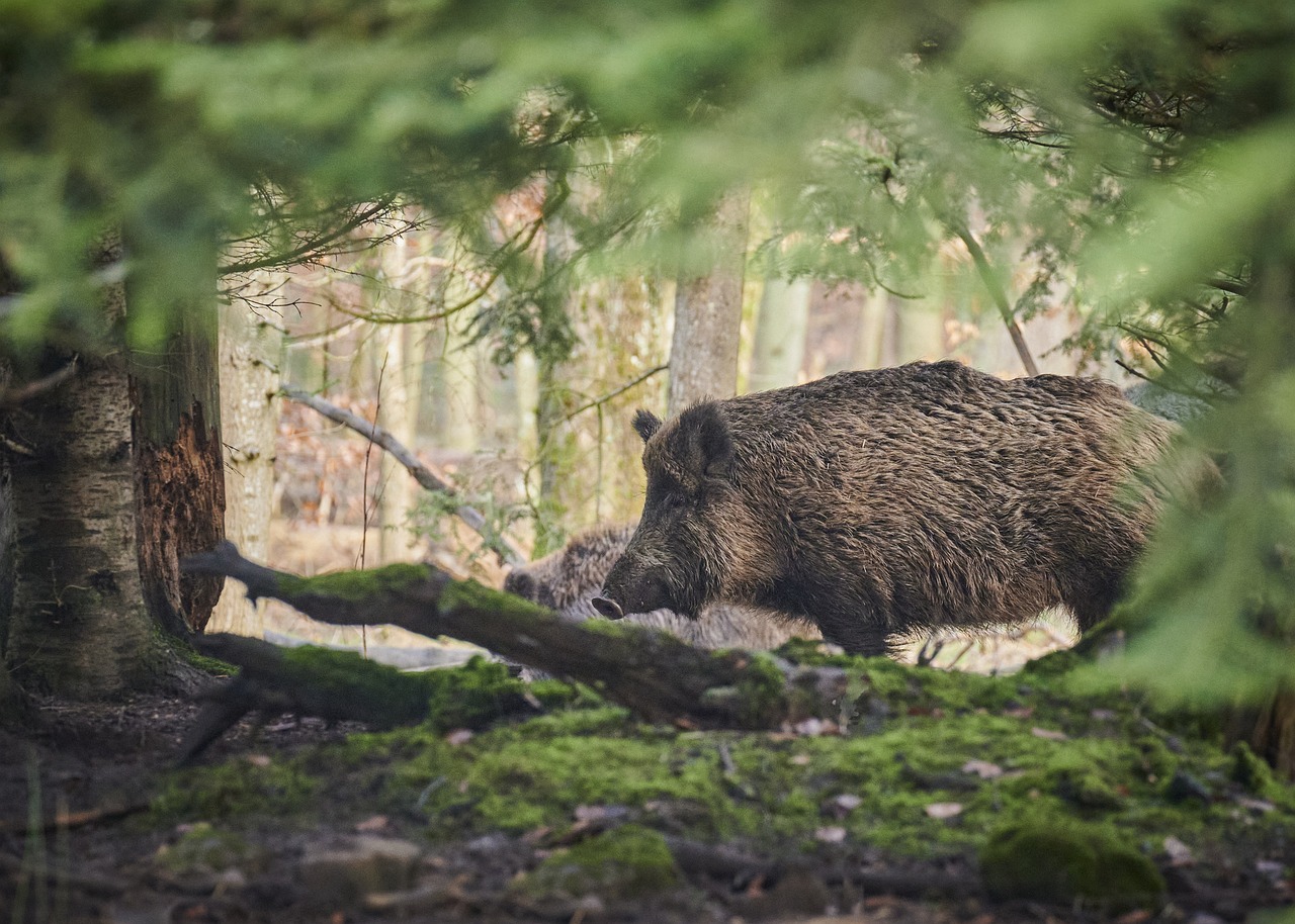 Ett vildsvin fotograferat i profil står i en granskog. Foto: Paul Henri Degrande/Pixabay